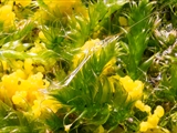 fuligo septica: Gelbe Lohblüte oder auch Hexenbutter genannt, ist weit verbreitet und meist von auffällig gelber Farbe. 